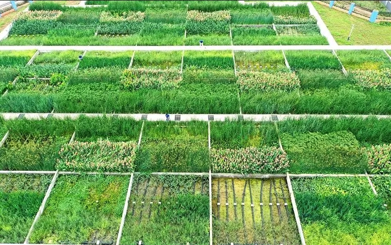 基于錳循環(huán)的生態(tài)人工濕地系統(tǒng)，高效鏟除有機污染物